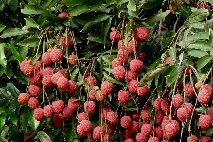 如何選擇荔枝烘干機改善荔枝干果？