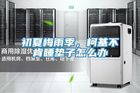 初夏梅雨季，柯基不肯睡墊子怎么辦